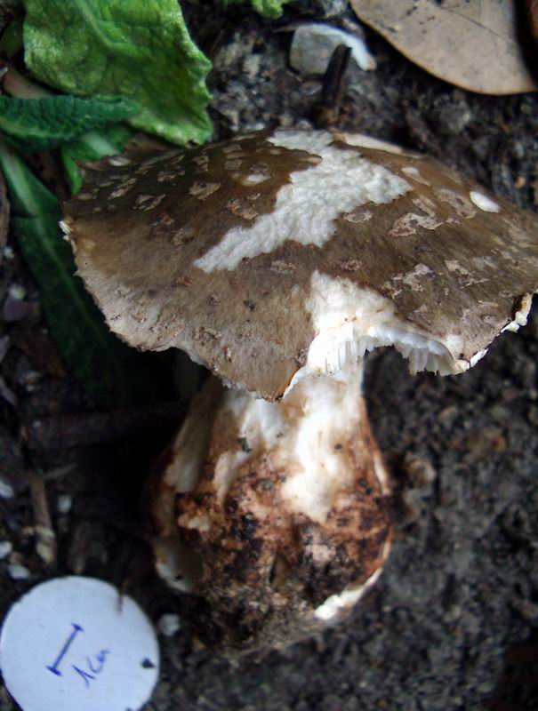 amanita sp.